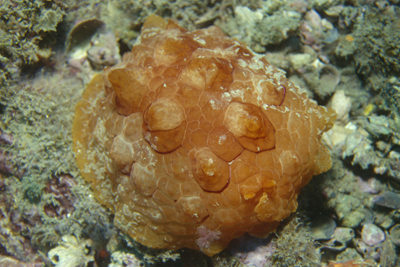 Pleurobranchus_testudinarius_903_XL_k