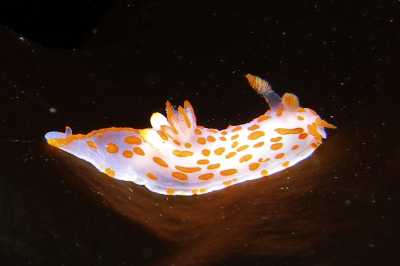 Polycera_quadrilineataXL012_k