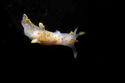 Polycera_quadrilineataXL028_k