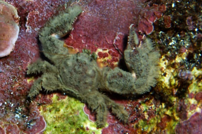 Porcellana_platycheles_503_XL_k Porcellana_platycheles_503_XL_k