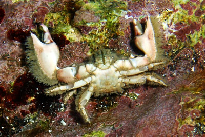 Porcellana_platycheles_507_XL_k Porcellana_platycheles_507_XL_k