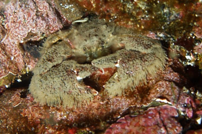 Porcellana_platycheles_508_XL_k Porcellana_platycheles_508_XL_k