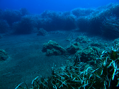 Posidonia_oceanica_004_XL_k
