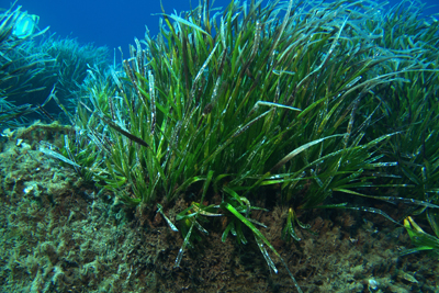 Posidonia_oceanica_005_XL_k