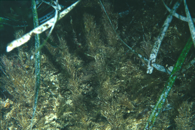 Posidonia_oceanica_903_XL_k