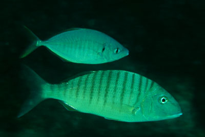 Pseudocaranx_dentex_904_XL_k