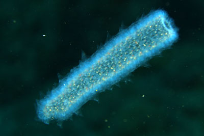 Pyrosoma_atlanticum_503_XL_k Pyrosoma_atlanticum_503_XL_k