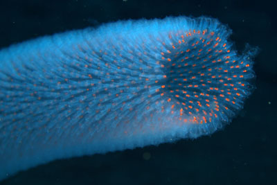 Pyrosoma_atlanticum_512_XL_k Pyrosoma_atlanticum_512_XL_k
