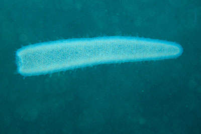 Pyrosoma_atlanticum_901_XL_k02 Pyrosoma_atlanticum_901_XL_k02