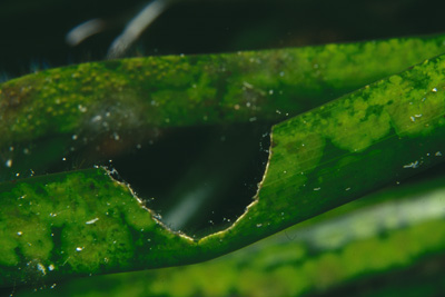 Sarpa_salpa_903_XL_k