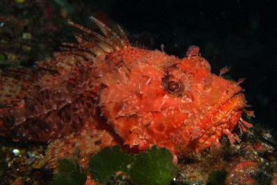 Scorpaena_scorfa_012_XL_k