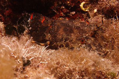 Scyllarus_arctus_002_XL_k