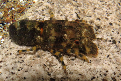 Scyllarus_arctus_rb_001_XL_k02