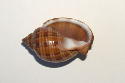Semicassis_saburon_502_XL_k