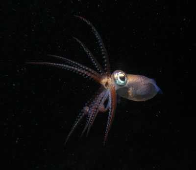 Sepietta_oweniana_01 _k Sepietta_oweniana_01 _k