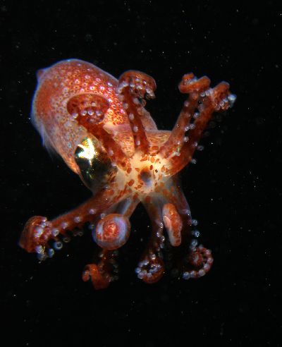Sepiola_atlantica8_k