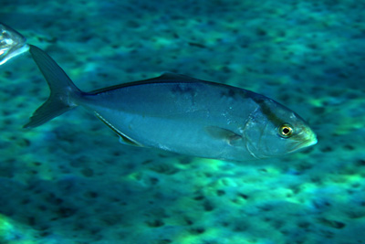 Seriola_dumerili_005_XL_k