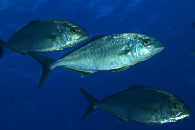 Seriola_dumerili_035_XL_k