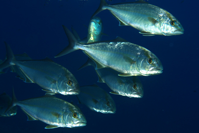 Seriola_dumerili_045_XL_k