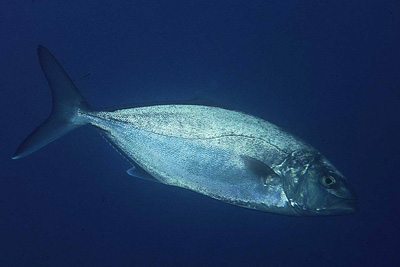 Seriola_dumerili_901_XL_k