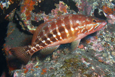 Serranus_atricauda_505_XL_k