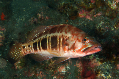 Serranus_atricauda_505_XL_k02