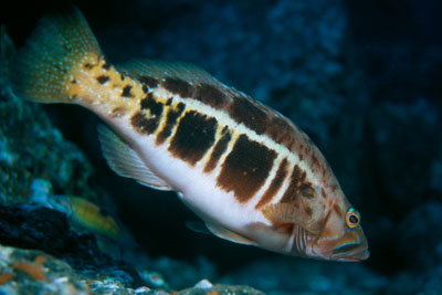 Serranus_atricauda_904_XL_k