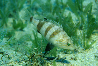 Serranus_hepatus_902_XL_k