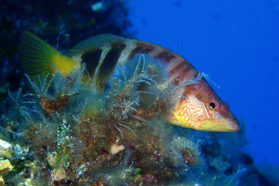Serranus_scriba_104_XL_k