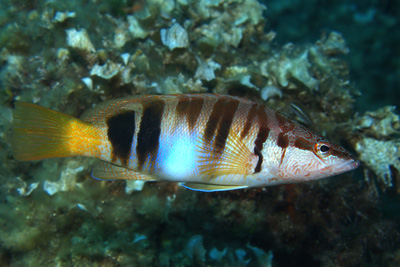 Serranus_scriba_145_XL_k