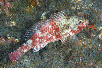 Sparisoma_cretense_Nachtfrbung_503_XL_k