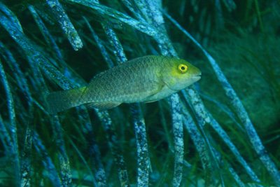 Sparisoma_cretense_juv_901_XL_k