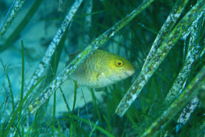 Sparisoma_cretense_juv_902_XL_k