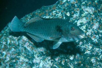 Sparisoma_cretense_m_906_XL_k