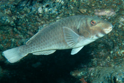 Sparisoma_cretense_m_907_XL_k