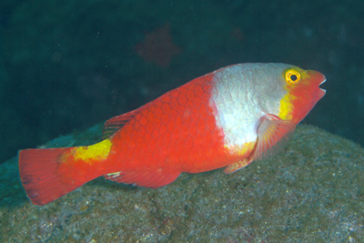 Sparisoma_cretense_w_525_XL_k