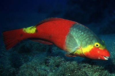 Sparisoma_cretense_w_901_XL_k