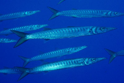 Sphyraena_viridensis_004_XL_k