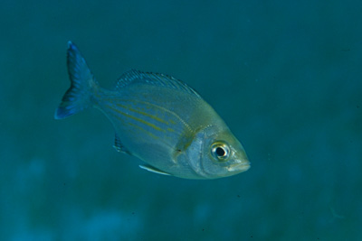 Spondyliosoma_cantharus_901_XL_k