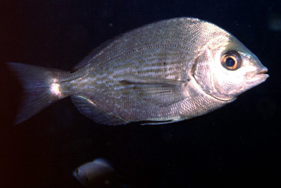 Spondyliosoma_cantharus_903_XL_k