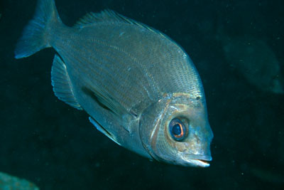 Spondyliosoma_cantharus_904_XL_k