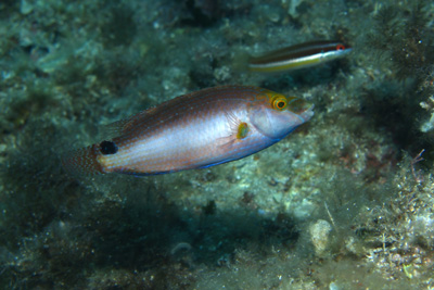 Symphodus_mediterraneus_012_XL_k