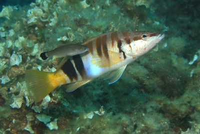 Symphodus_melanocercus_014_XL_k