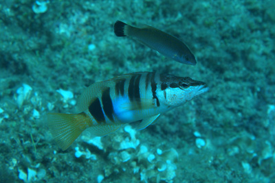 Symphodus_melanocercus_019_XL_k