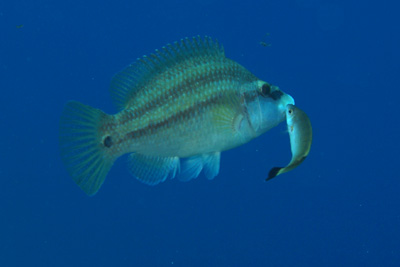 Symphodus_melanocercus_021_XL_k