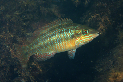 Symphodus_melops_096_XL_k