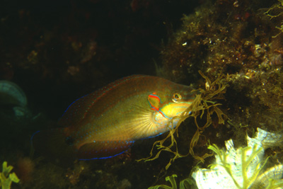 Symphodus_ocellatus_m_905_XL_k