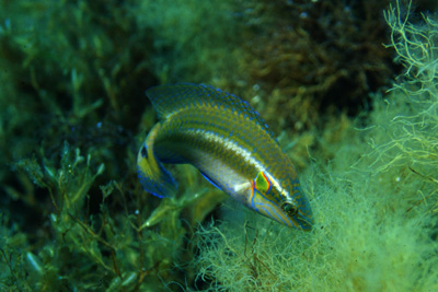 Symphodus_ocellatus_m_906_XL_k