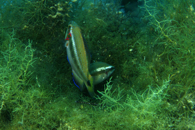 Symphodus_ocellatus_mw_902_XL_k