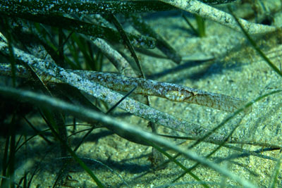 Syngnathus_typhle_905_XL_k